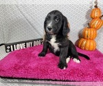 Small #5 Golden Mountain Dog
