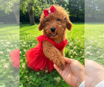 Small #28 Goldendoodle mix (+ Poodle Miniature)