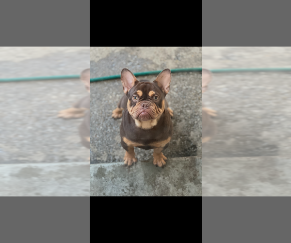 Medium Photo #1 French Bulldog Puppy For Sale in LOUISVILLE, KY, USA