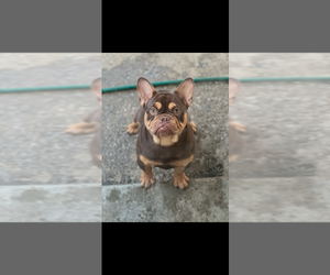 Father of the French Bulldog puppies born on 08/23/2025