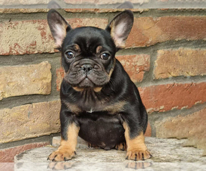 French Bulldog Puppy for sale in BOSTON, MA, USA