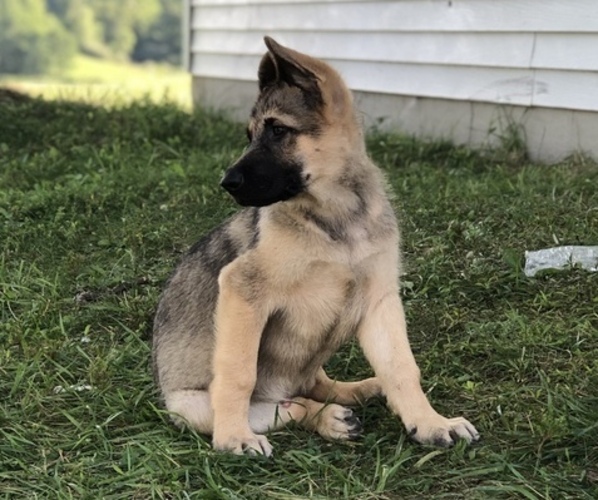 Medium Photo #9 German Shepherd Dog Puppy For Sale in BLMGTN, IN, USA