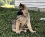 Small Photo #9 German Shepherd Dog Puppy For Sale in BLMGTN, IN, USA