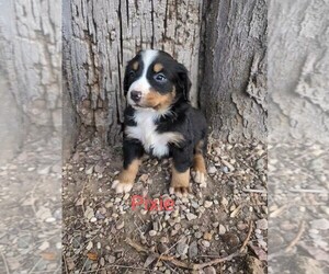 Bernese Mountain Dog Puppy for sale in CLIFTON, ID, USA