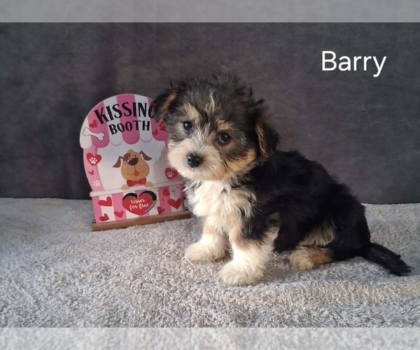 Medium Photo #3 Yo-Chon Puppy For Sale in MOUNT PLEASANT, MI, USA