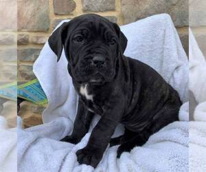 Cane Corso-Spanish Mastiff Mix Puppy for sale in GAP, PA, USA