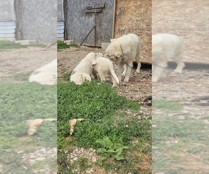 Great Pyrenees Puppy for sale in MOUNT VERNON, MO, USA