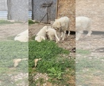 Image preview for Ad Listing. Nickname: Puppy