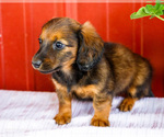 Small #13 Dachshund