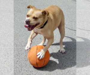 Shiloh - Female Bulldog-Unknown Mix Dog for Adoption - Photo #4