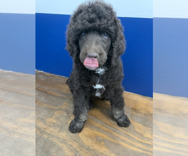 Medium Photo #3 Poodle (Standard) Puppy For Sale in STATHAM, GA, USA