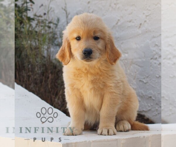 Medium Photo #1 Golden Retriever Puppy For Sale in NARVON, PA, USA