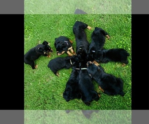 Rottweiler Puppy for sale in MONTGOMERY, AL, USA
