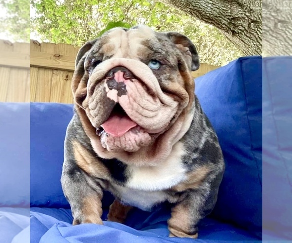 Medium Photo #1 English Bulldog Puppy For Sale in PORT RICHEY, FL, USA
