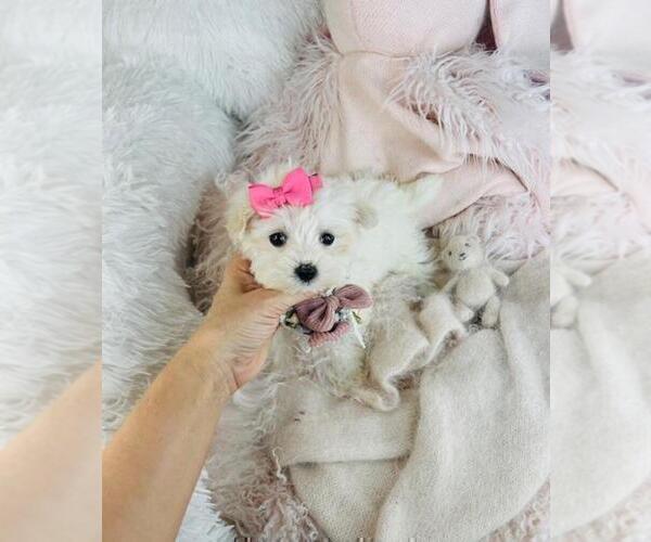 Medium Photo #16 Maltese Puppy For Sale in WINTER PARK, FL, USA