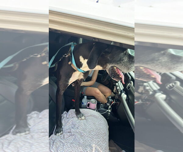 Medium Photo #3 Great Dane Puppy For Sale in Bullard, TX, USA