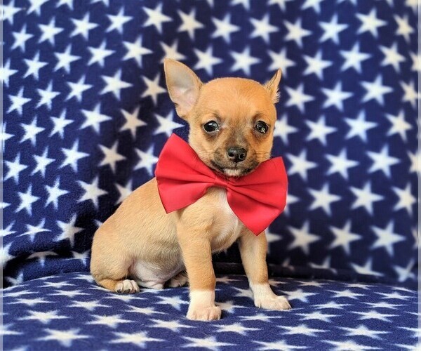 Medium Photo #2 Chihuahua Puppy For Sale in KIRKWOOD, PA, USA