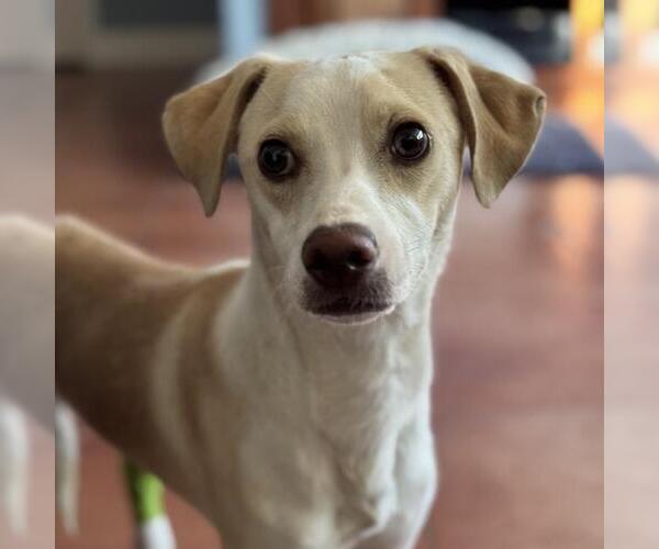 Medium Photo #1 Unknown-Whippet Mix Puppy For Sale in San Diego, CA, USA