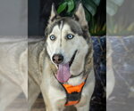 Small #3 Siberian Husky Mix