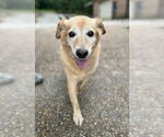 Small #2 Labrador Retriever Mix