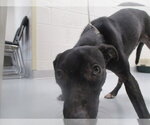 Small Labrador Retriever
