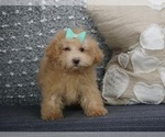Puppy 5 Poodle (Toy)-Yorkshire Terrier Mix