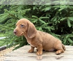 Small #4 Dachshund