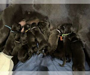 Daniff Puppy for sale in HOUMA, LA, USA