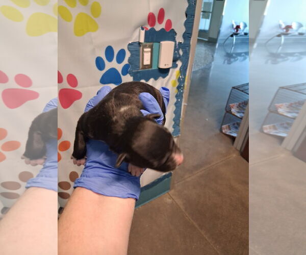 Medium Photo #1 Border Collie Puppy For Sale in Houston, TX, USA