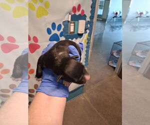 Border Collie Dogs for adoption in Houston, TX, USA