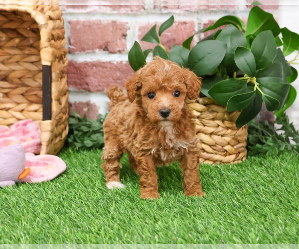 Medium Photo #5 Poodle (Miniature) Puppy For Sale in SYRACUSE, IN, USA