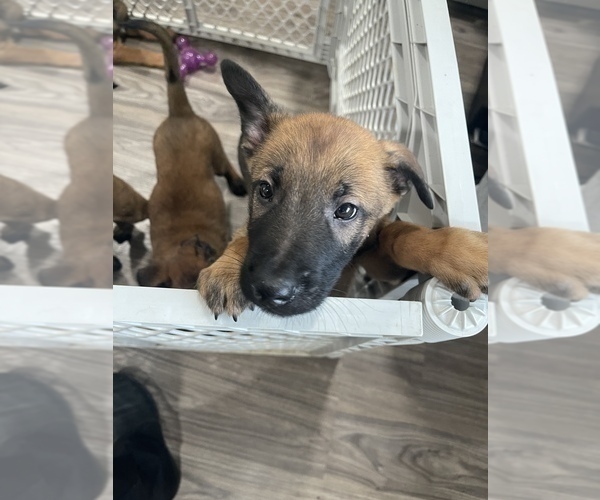 Medium Photo #40 Belgian Malinois Puppy For Sale in REESEVILLE, WI, USA