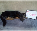 Small Photo #6 German Shepherd Dog Puppy For Sale in LOGAN, OH, USA