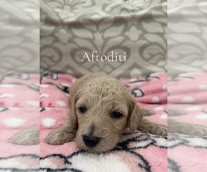 Medium Poodle (Miniature)