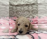 Puppy 6 Poodle (Miniature)