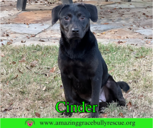 Cinder - Female Labrador Retriever-Unknown Mix Dog for Adoption - Photo #6