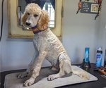 Small Photo #30 Poodle (Standard) Puppy For Sale in SAND SPRINGS, OK, USA