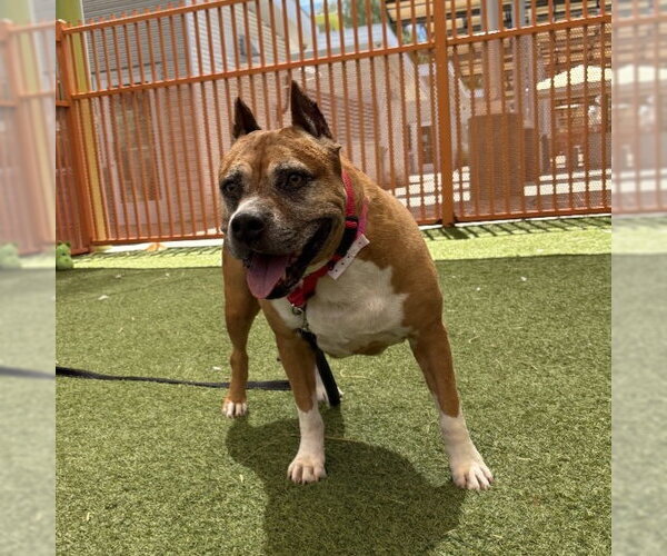 Medium Photo #1 Mutt Puppy For Sale in Las Vegas, NV, USA