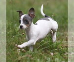 Small #4 Chihuahua