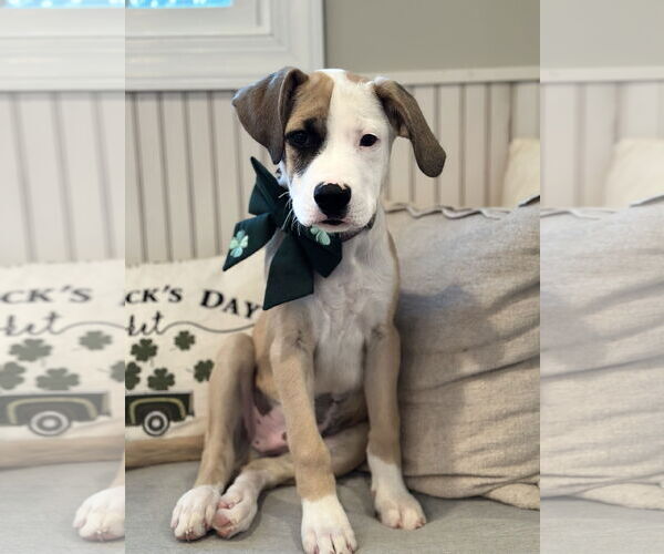 Medium Photo #1 Catahoula Leopard Dog-Unknown Mix Puppy For Sale in Rockaway, NJ, USA