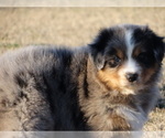 Small Photo #4 Australian Shepherd Puppy For Sale in OZARK, AR, USA