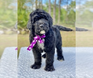 Goldendoodle Puppy for sale in FROSTPROOF, FL, USA