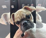 Small #2 Pug