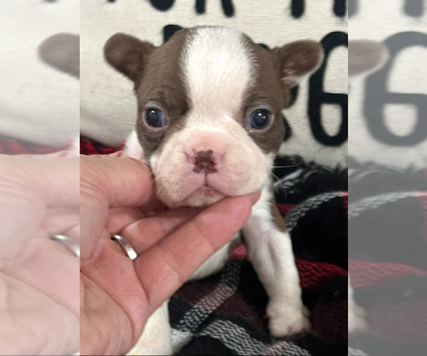 Medium Photo #1 Boston Terrier Puppy For Sale in NILES, MI, USA