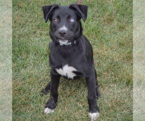 Medium Photo #2 Border Collie-Unknown Mix Puppy For Sale in Huntley, IL, USA