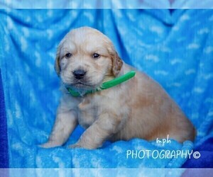 Golden Retriever Puppy for sale in LIBERTY, KY, USA