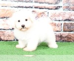 Small Photo #1 Bichon Frise Puppy For Sale in BEL AIR, MD, USA