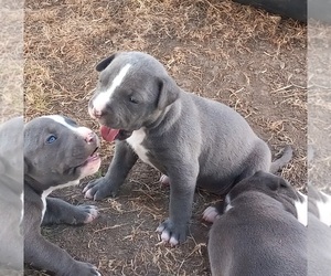 American Pit Bull Terrier Puppy for sale in DELAWARE, OH, USA