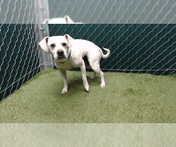 Medium Photo #1 Mutt Puppy For Sale in Downey, CA, USA