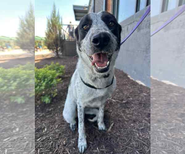 Medium Photo #3 Retriever -Unknown Mix Puppy For Sale in Greenville, SC, USA